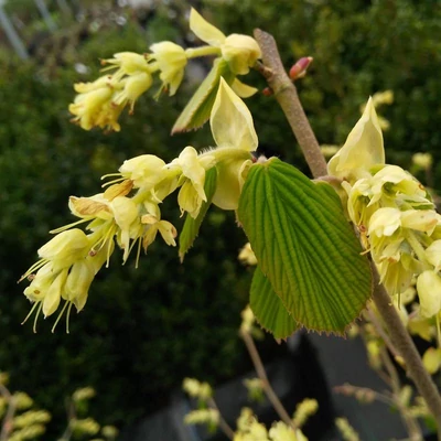 Corylopsis spicata 