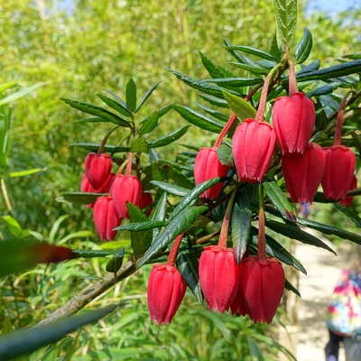 Crinodendron hookerianum – Lámpásfa