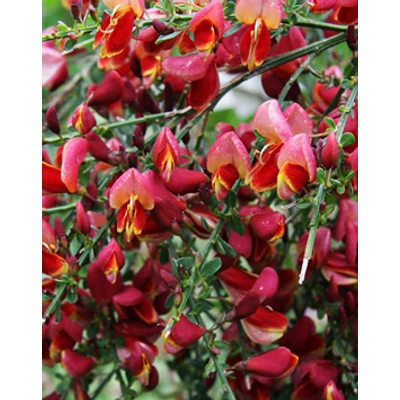 Cytisus 'Red Wings' - Bordó és sárga virágú zanót