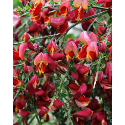 Cytisus 'Red Wings' - Bordó és sárga virágú zanót