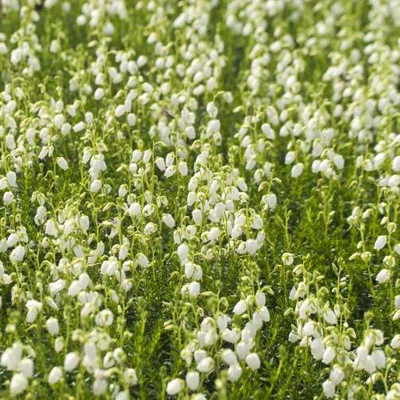 Daboecia cantabrica 'Alberta White' – Fehér virágú ír hanga