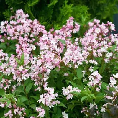Deutzia gracilis 'Rosea' – Rózsaszín virágú gyöngyvirágcserje