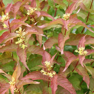 Diervilla rivularis 'Kodiak® Orange' – Diervilla, sárgalonc
