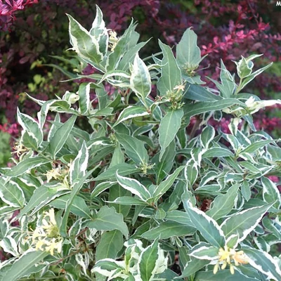 Diervilla sessilifolia 'Cool Splash' – Sárgalonc, diervilla