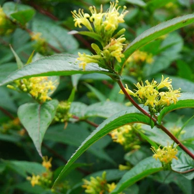 Diervilla splendens – Mézelő lonc