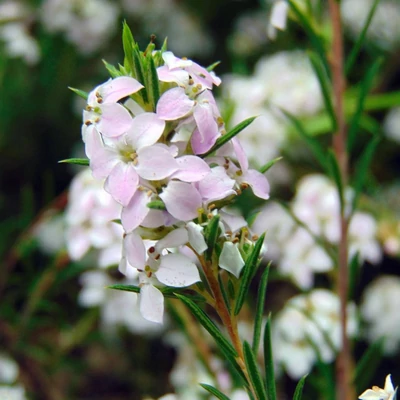 Diosma hirsuta 'Pink Fountain'