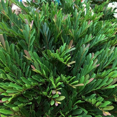 Distylium 'Vintage Jade'