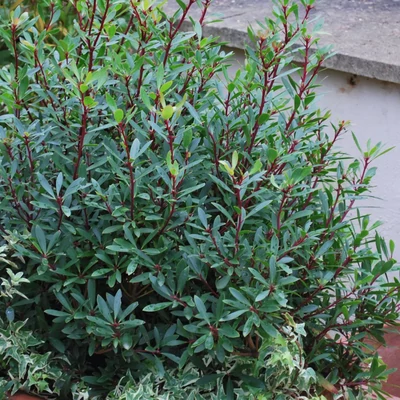 Drimys lanceolata