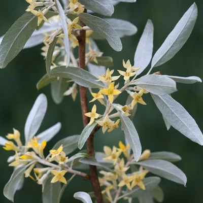 Elaeagnus commutata