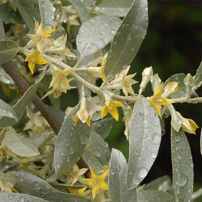 Elaeagnus commutata 'Zempin'