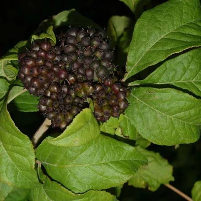 Eleutherococcus henryi 