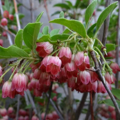 Enkianthus campanulatus 'Pagode' – Harangos csengőbojt