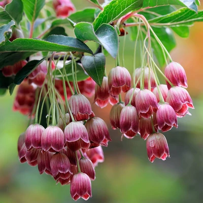Enkianthus campanulatus 'Red Bells' – Harangos csengőbojt