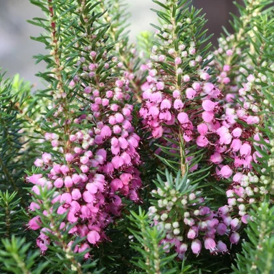 Erica vagans 'Mrs D.F. Maxwell' – Cornwalli hanga, utazó hanga
