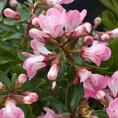 Escallonia 'Apple Blossom' – Kőtörőcserje