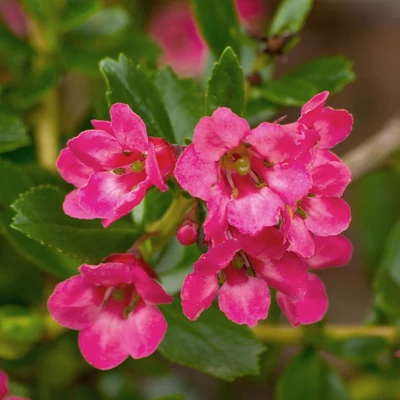 Escallonia 'Donard Radiance' – Kőtörőcserje
