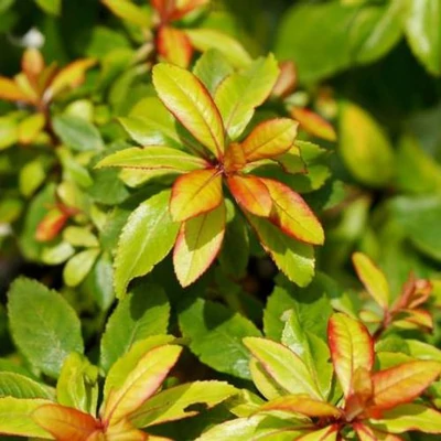 Escallonia 'Glowing Embers'® – Kőtörőcserje