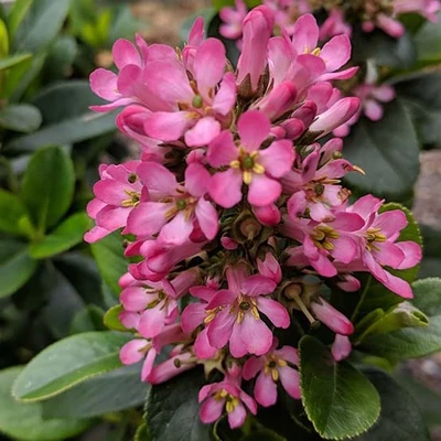 Escallonia laevis 'Pink Elle'® – Kőtörőcserje