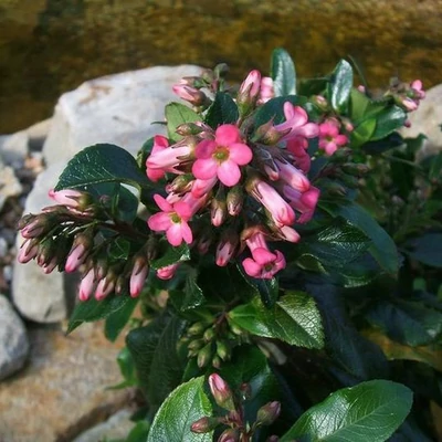 Escallonia 'Organensis' – Kőtörőcserje