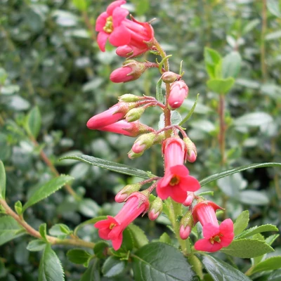 Escallonia rubra 'Crimson Spire' – Kőtörőcserje