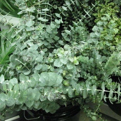 Eucalyptus 'Little Boy Blue' – Eukaliptusz