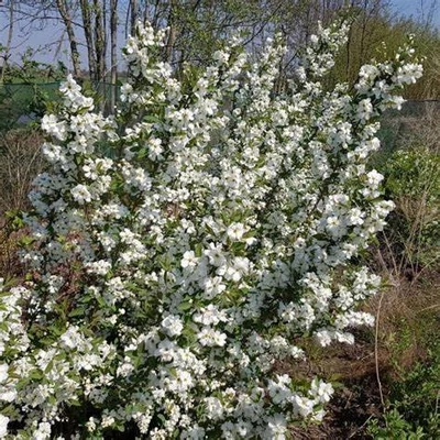 Exochorda racemosa 'Blushing Pearl'® – Dúsvirágú gyöngycserje