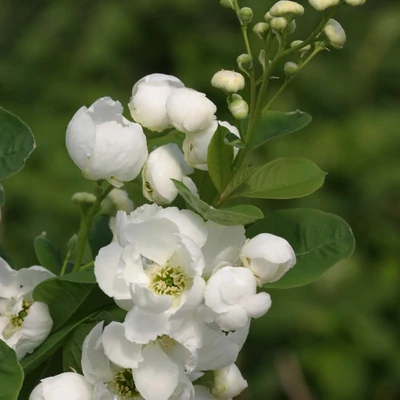 Exochorda 'Snowday Blizzard'® – Dúsvirágú gyöngyvirág