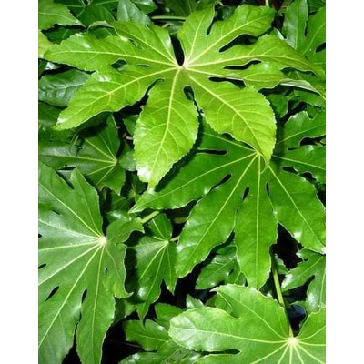 Fatsia japonica – Szobaarália