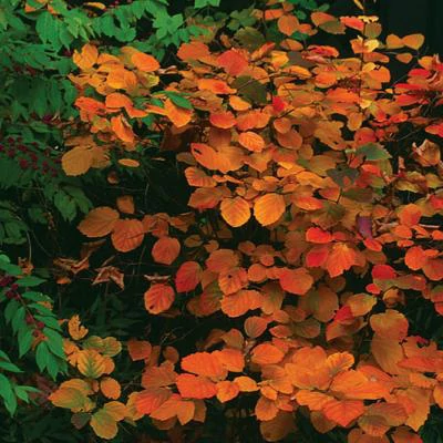 Fothergilla gardenii 'Blue Mist' – Bóbitacserje