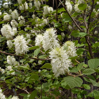 Fothergilla gardenii 'Suzanne' – Bóbitacserje