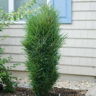 Frangula alnus (syn.: Rhamnus frangula) 'Fine Line' (syn.: 'Ron Williams') – Közönséges kutyabenge