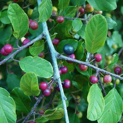 Frangula alnus – Közönséges kutyabenge