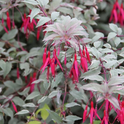 Fuchsia magellanica 'Versicolor' – Fukszia