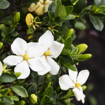 Gardenia jasminioides 'Kleim's Hardy' – Illatos gardénia