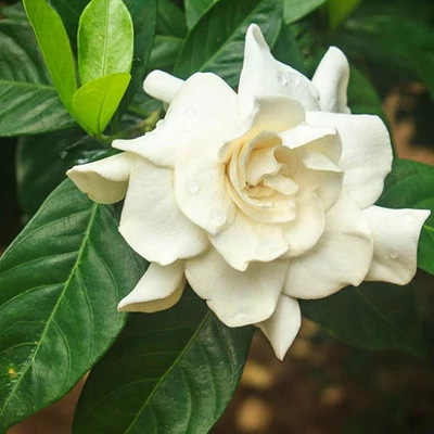 Gardenia jasminoides – Illatos gardénia