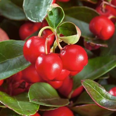 Gaultheria procumbens 'Big Berry' – Kúszó fajdbogyó