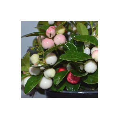 Gaultheria procumbens 'Color Surprise' – Kúszó fajdbogyó