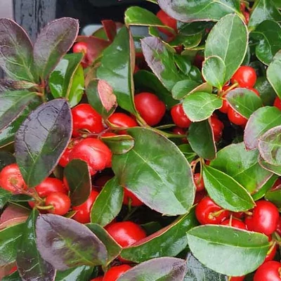 Gaultheria procumbens – Kúszó fajdbogyó