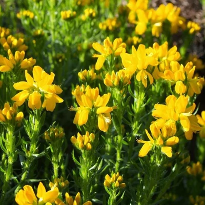 Genista hispanica – Rekettye