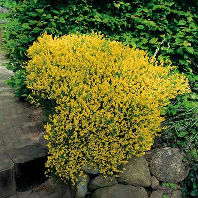 Genista lydia – Sárgavirágú rekettye