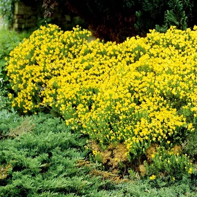 Genista 'Parlock' – Sárgavirágú rekettye