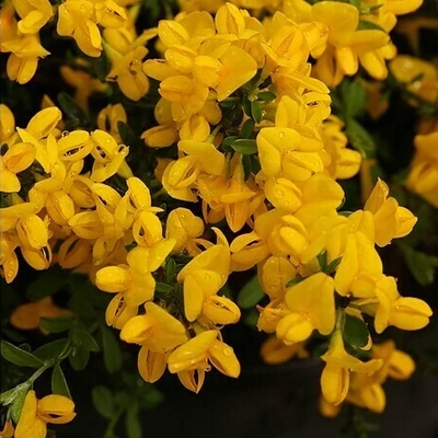 Genista pilosa 'Yellow Spreader' – Rekettye