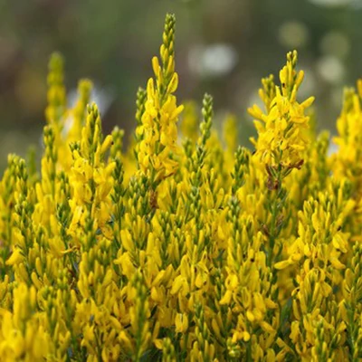 Genista tinctoria – Festő rekettye