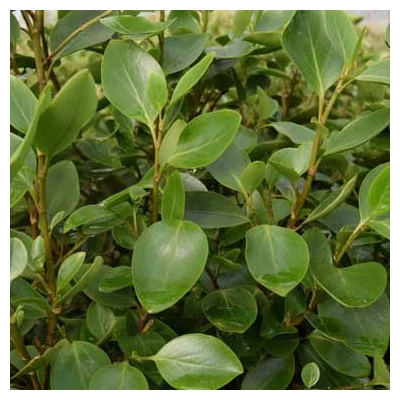 Griselinia littoralis 'Green Horizon'® – Valódi partisom