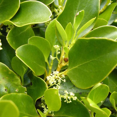 Griselinia littoralis – Valódi partisom