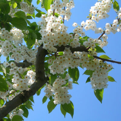 Halesia carolina – Hóvirágfa