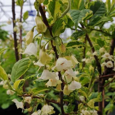 Halesia monticola 'Variegata' – Tarka levelű hegyi hóvirágfa