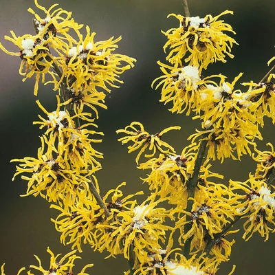 Hamamelis mollis – Kínai varázsmogyoró