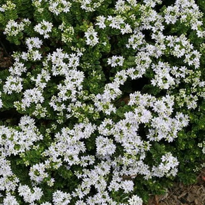Hebe 'Cobb Valley' – Veronikacserje