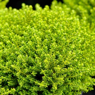 Hebe 'Emerald Gem' (syn.: 'Emerald Dome', 'Emerald Green',  'Green Globe', 'McKean', 'Milmont Emerald') - Veronikacserje